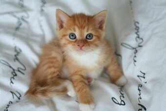 Koupím koťátko - 2