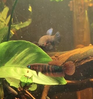 Betta Hendra - POUZE ZKUŠENÝM CHOVATELŮM - 2