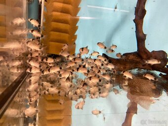 Pancéřníček PANDA - 2