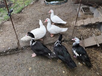 kachna pižmová - 2