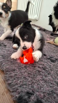 Border kolie s PP (ISDS) - 2