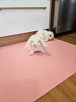 Zakrslý králík - 2