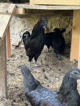 NV, kuřata Ayam Cemani - 2