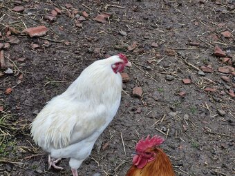 Prodám kohouty - 2