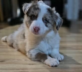 Border collie,, kolia ,kolie - 2