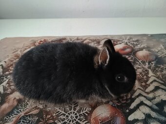 Zakrslá samička - 2