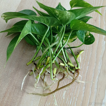 Šplhavnice Epipremnum - 2