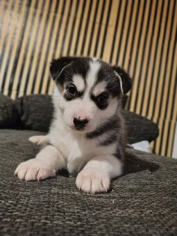 Husky štěňata - 2