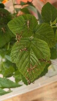 Strašilka australská - Extatosoma tiaratum - 2