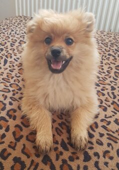 Pomeranian trpasličí špic - 2