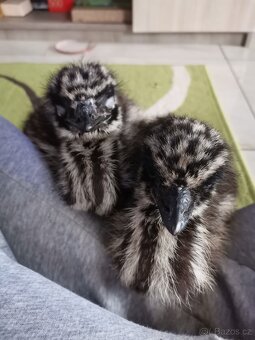 Emu hnědý - 2