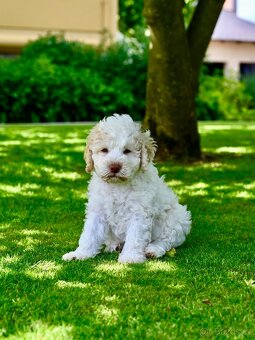 Lagotto Romagnolo s PP - Italský vodní pes - 2