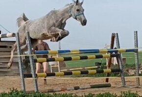 šimla pony B - 2