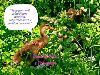 Indický běžec - kachňata hledají nový domov 🦆🦆🦆 - 2