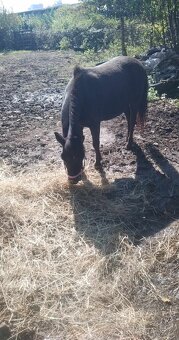Prodám pony - 2