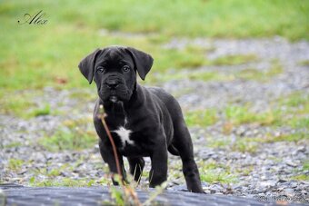 Cane Corso štěňátka s FCI PP - 2
