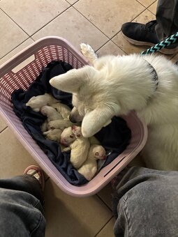 Štěňata bílý švýcarský ovčák - 2