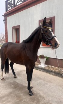 Zangersheide kobyla - 2