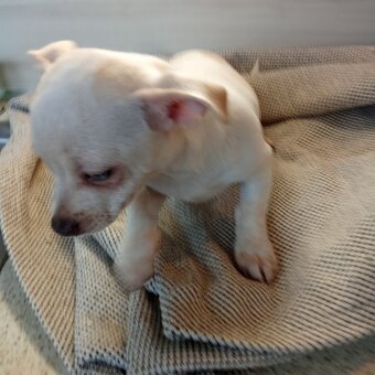 Prodám štěně psa čivavy krátkosrsté - 2