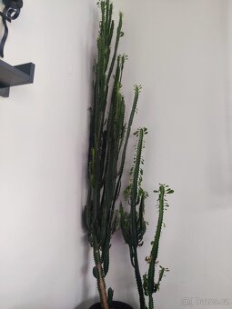 Kaktus velký - 2