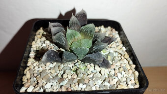 Haworthia cv. Hakuteijoh ( sukulent ) - 2