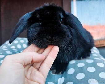 Zakrslý beránek mláďátko (sameček) - 2