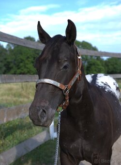 Appaloosa - 2