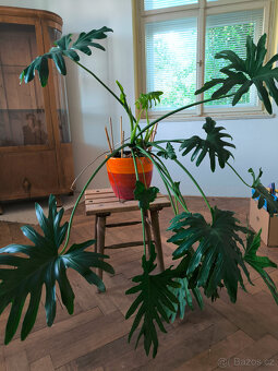 Monstera, Hoya, Zelenec - 2