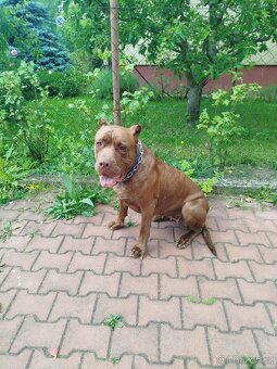 Americký Bandog - 2