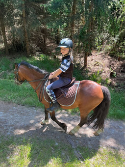 Prodáme valáška welsh mountain pony sekce A - 2