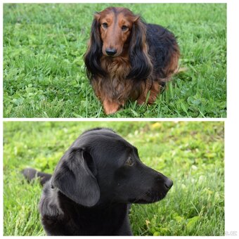 Jezevčík x Labrador - 2