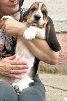 Basset hound - 2