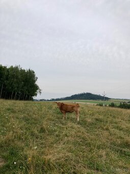 Prodám jalovici - telata, zástav, BIO - 2