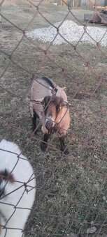 Kozlík ke krytí - 2