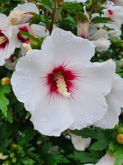 Ibišek syrský bílý - 2