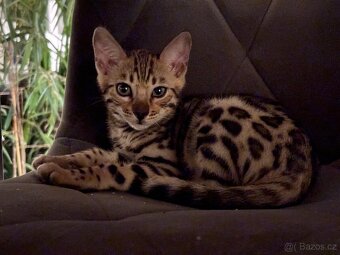 Bengálské koťátko s PP - 2