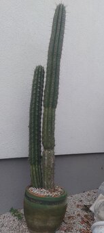 Predaj nádherný veľký kaktus - 2