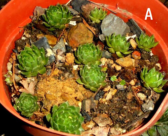 Netřesk – sazenice, nenáročná skalnička, 2 druhy - 2