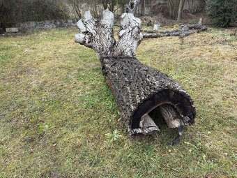 Masivní kmen ořechu - 2