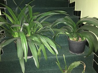 pokojové kytky č.4 - 2