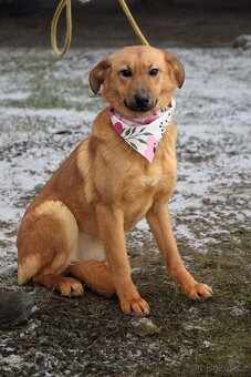 Žofka hledá domov - 2