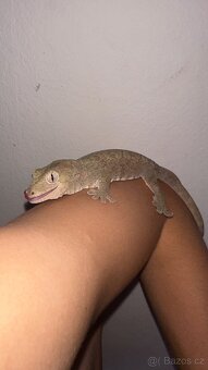 Mniarogekko chahoua - 2