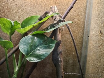 Anolis Lucius - 2