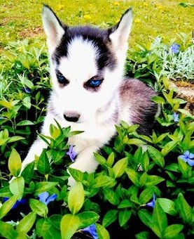 Sibírsky husky - 2