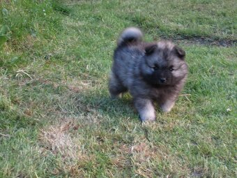 Německý špic vlčí / Keeshond - 2