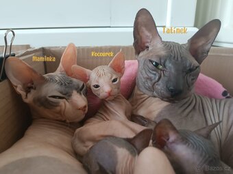 Donský sphynx - krásná koťátka - 2