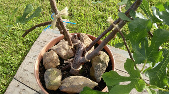 Fíkovník - Ficus carica "BROGIOTTO NERO" - 2