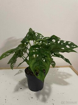 Monstera Monkey Leaf - 2