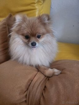 Nabízím krásnou fenečku pomeranian - 2