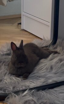 Zakrslý králík - 2